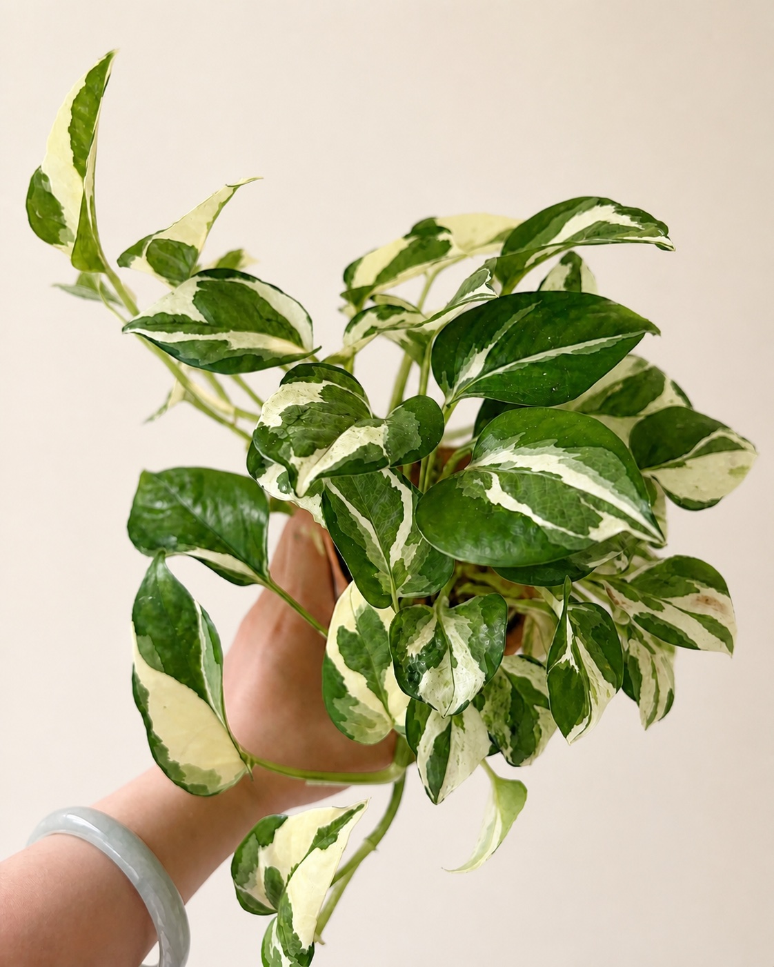 A variegated pothos plant held carefully by hand against a warm neutral background